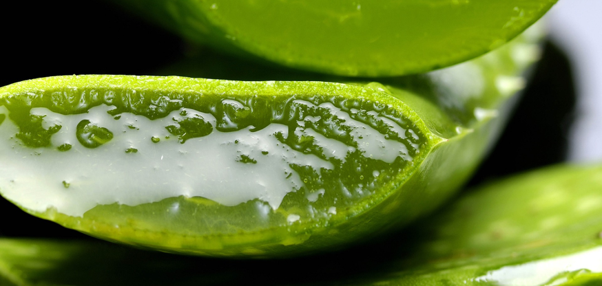 aloe image